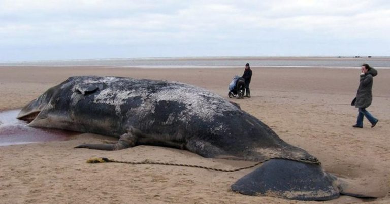 Sperm whale found dead southeast china