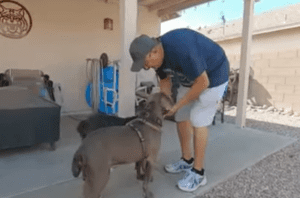 two pit bulls in one house