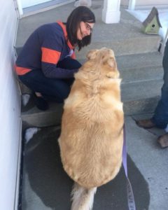 Obese dog dreading the stairs he needs to climb