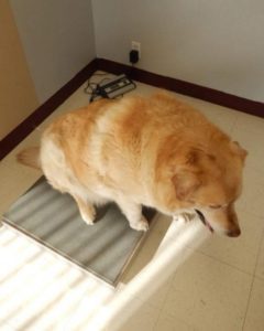 Obese dog on a diet and being weighed on scales