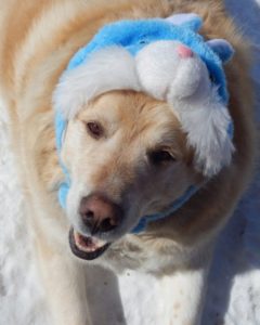 Slowly but surely obese dog is losing weight