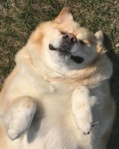 Kai, an obese dog lying on his back
