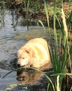 Obese dog walking in water